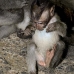 monkey_macaque_balinese_mf_ubud_v_1432_bal5153.jpg
